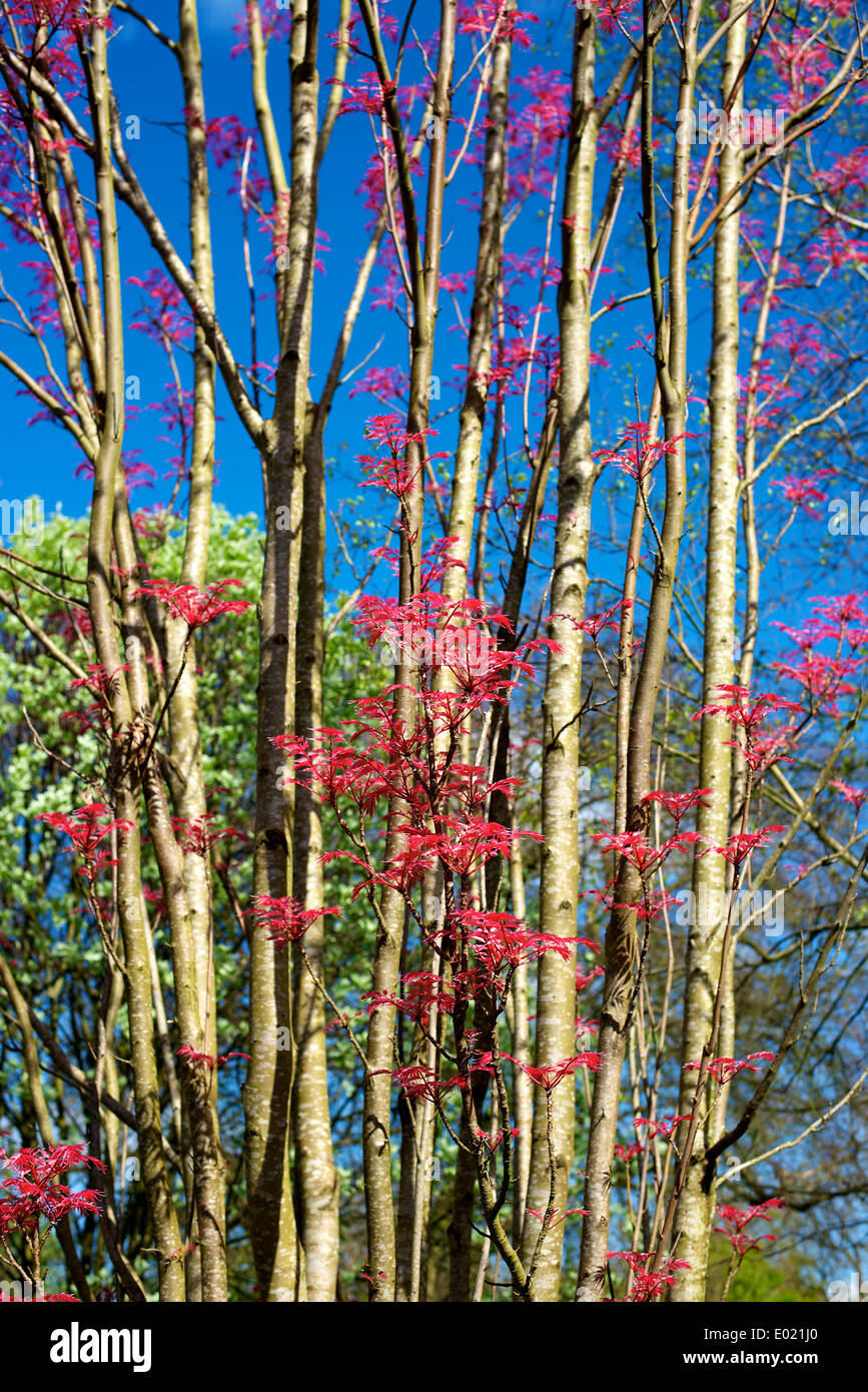 "Toona Sinensis" Cedrela Sinensis Flamingo "Chinesische Mahagoni" 'Chinesischen Toon' 'Red Toon' Baum Stockfoto