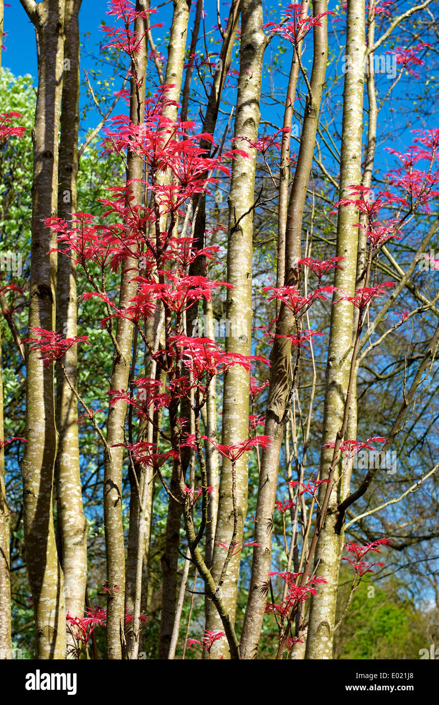 toona-sinensis-fotos-und-bildmaterial-in-hoher-aufl-sung-alamy