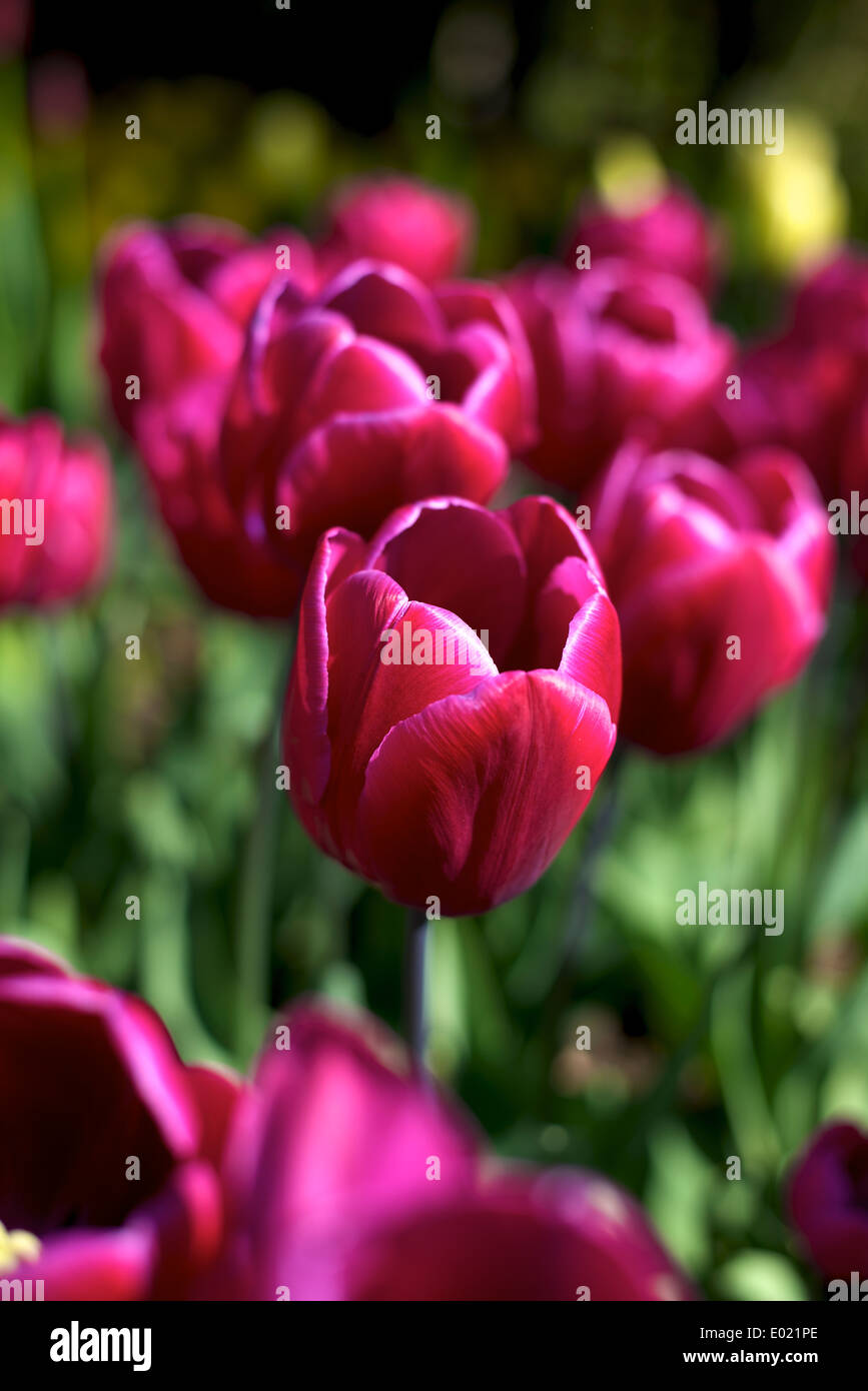Tulpe Tulipa 'Blue Ribbon' Tulpen in voller Blüte Stockfoto