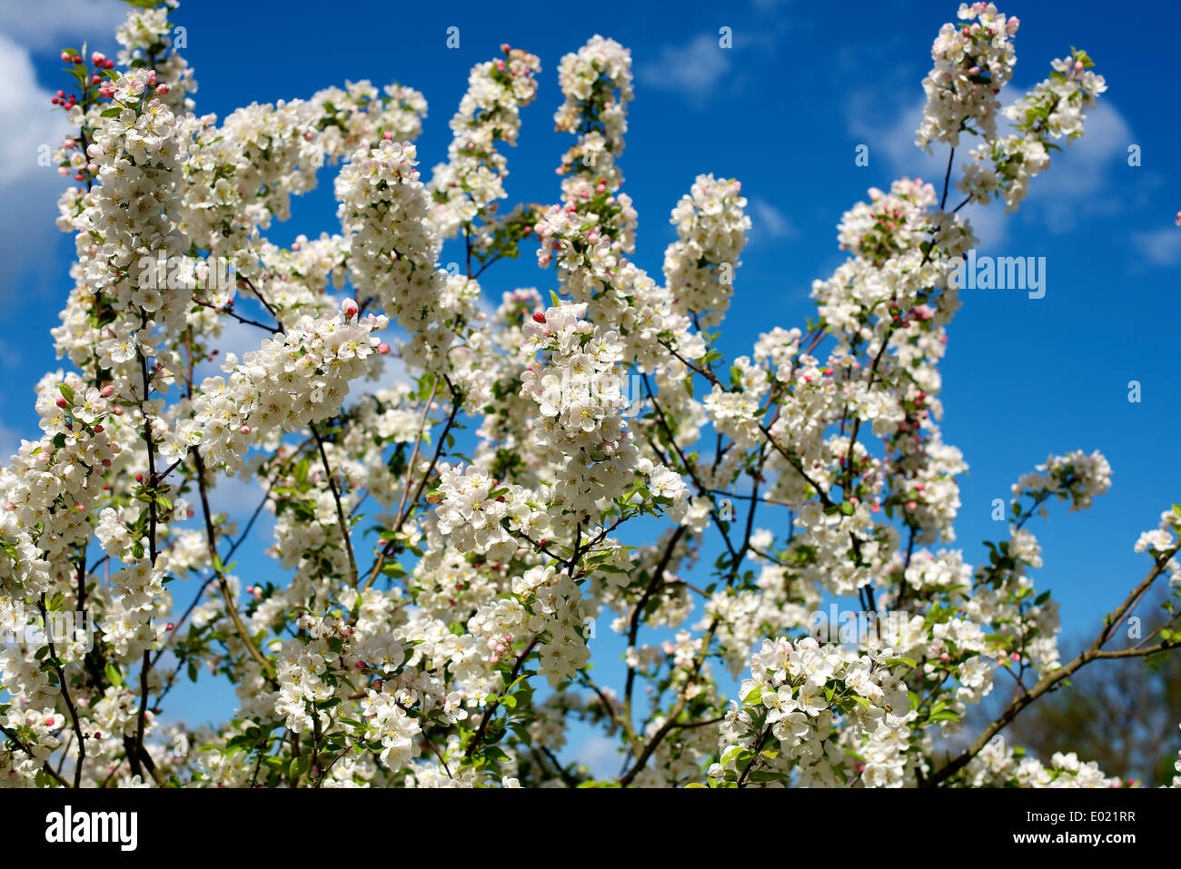 Malus 'Evereste' Crab Apple in Blüte Stockfoto
