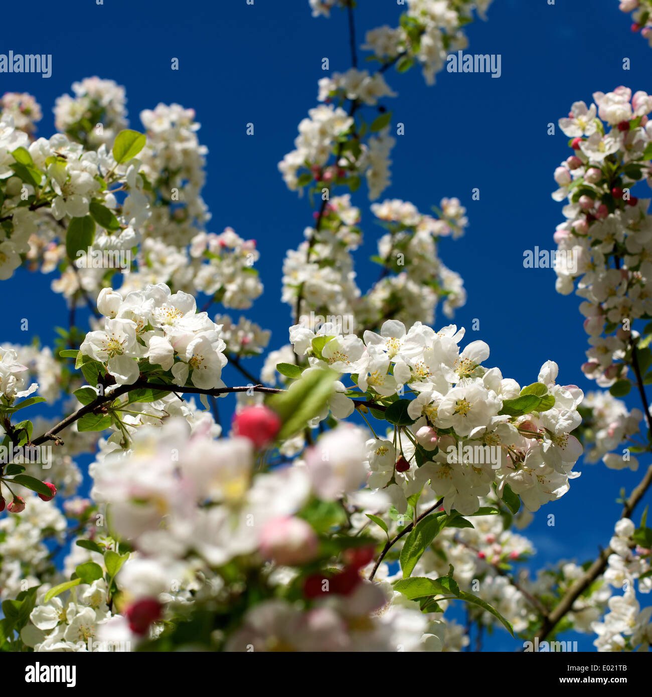 Malus 'Evereste' Crab Apple in Blüte Stockfoto