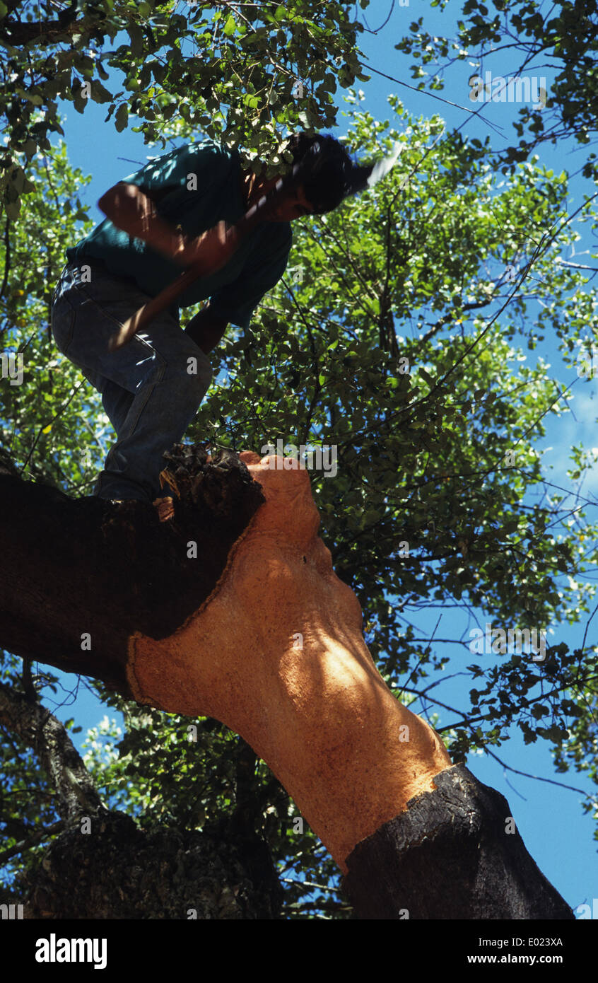 Portugal-Alentejo, Arbeiter bei der Kork Ernte, alle sieben Jahre wird die Rinde der Korkeiche geschält Stockfoto