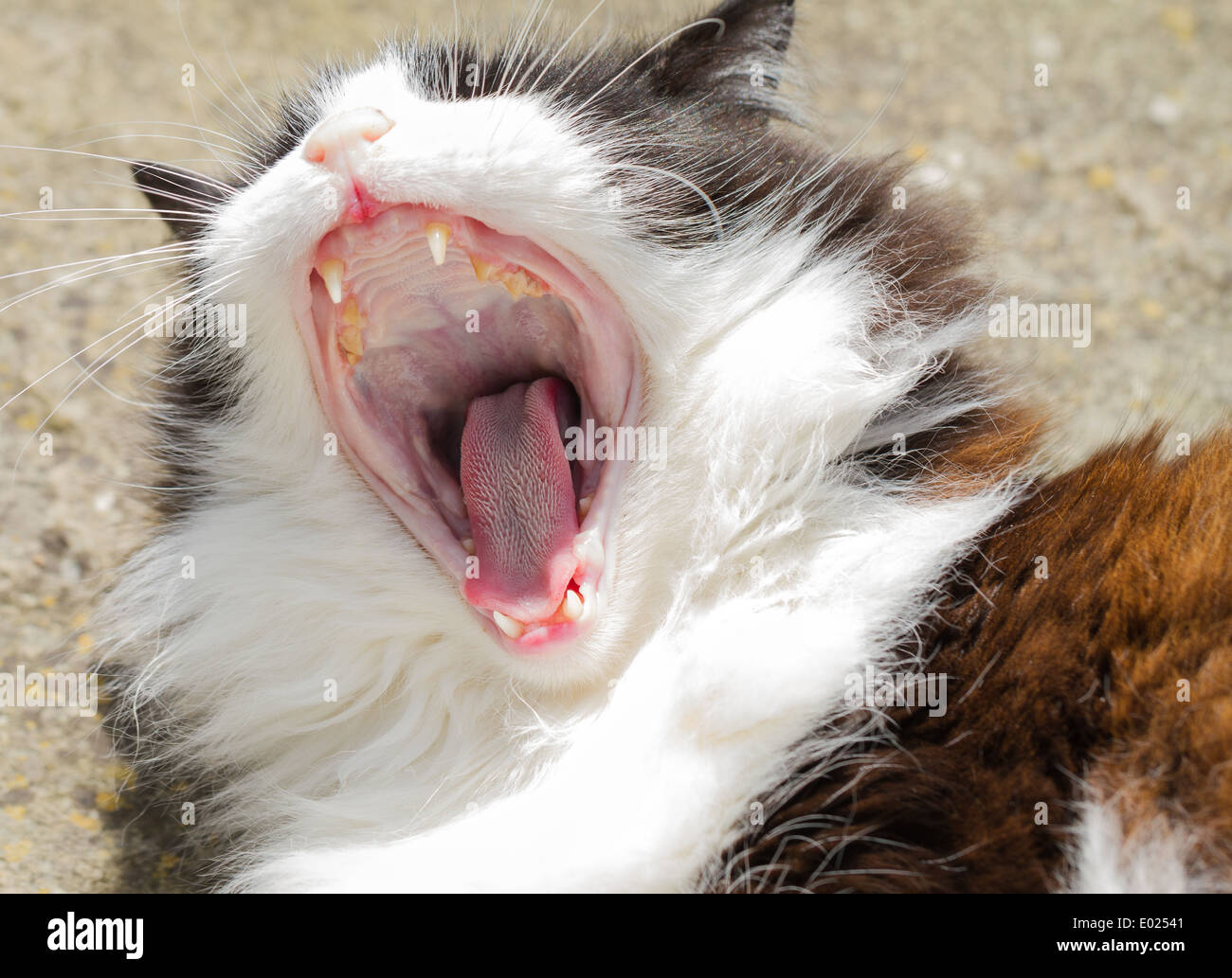 Hauskatze Gähnen zeigt Zähne, Zunge und Papillen Stockfoto