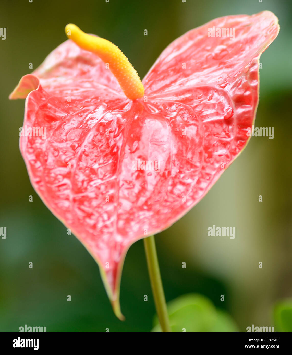 Nahaufnahme von roten Blatt Stockfoto