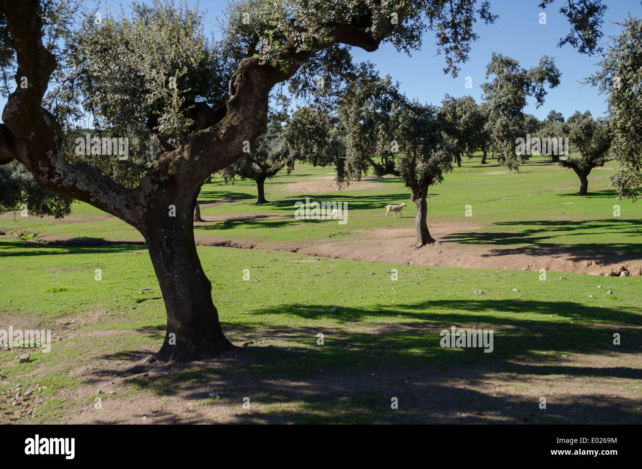 Torrejon el Rubio, Cáceres, Extremadura, Spanien, Europa Stockfoto