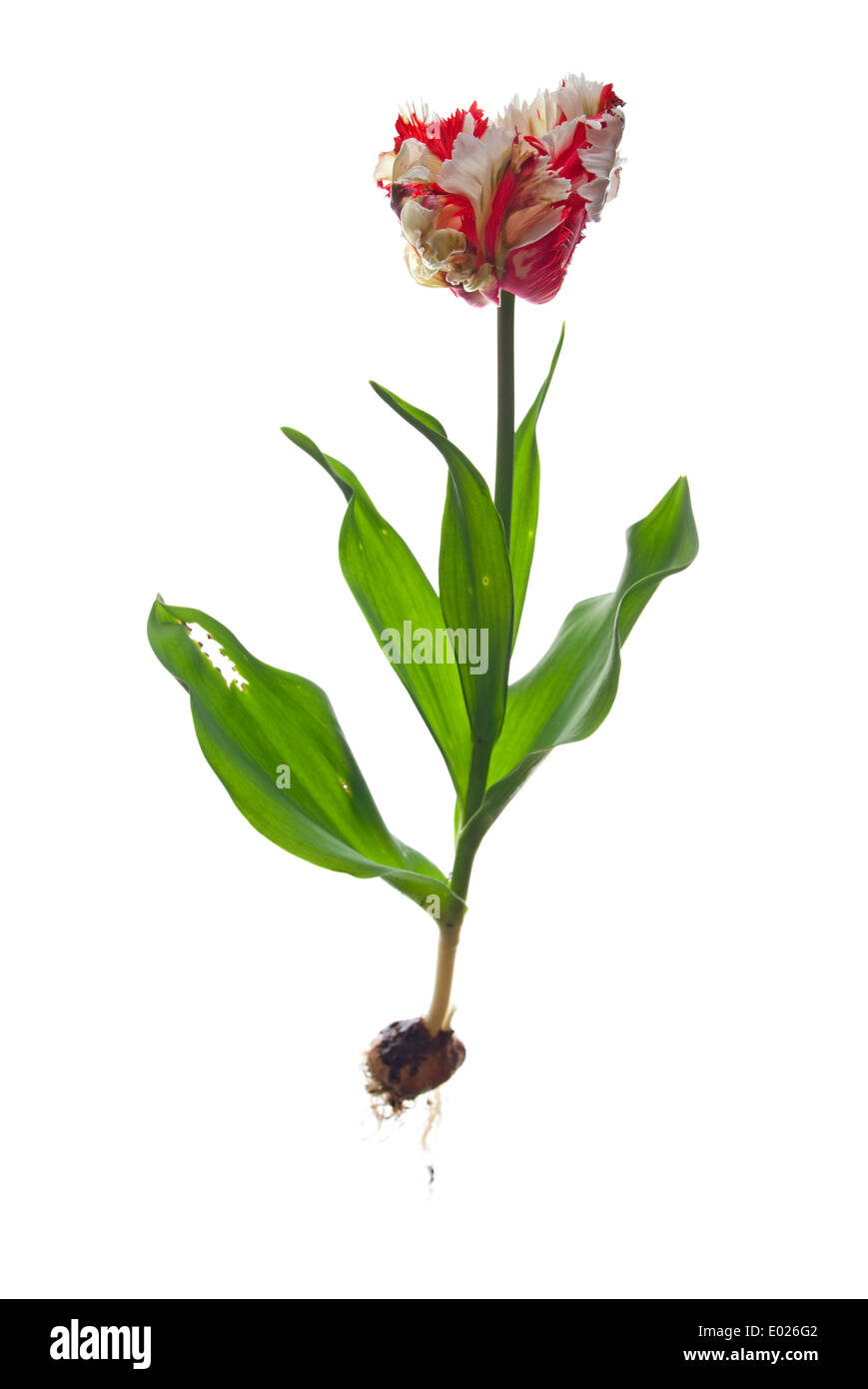 ganze Papagei-Tulpe Stockfoto