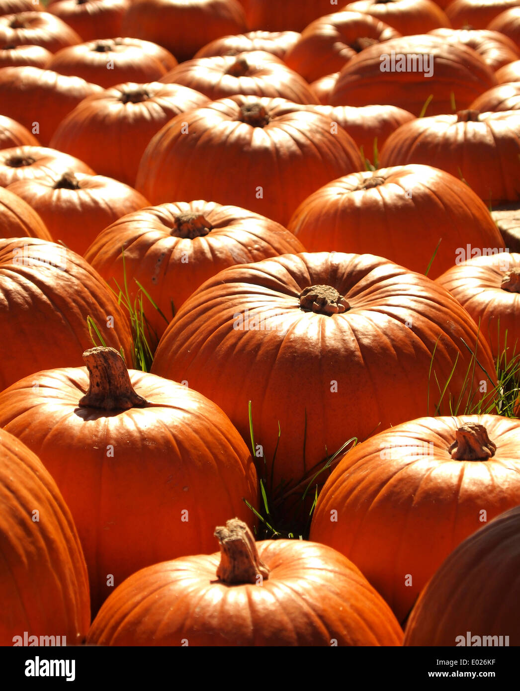 Kürbis-Feld mit vielen Pumpins in der warmen Herbstsonne Stockfoto