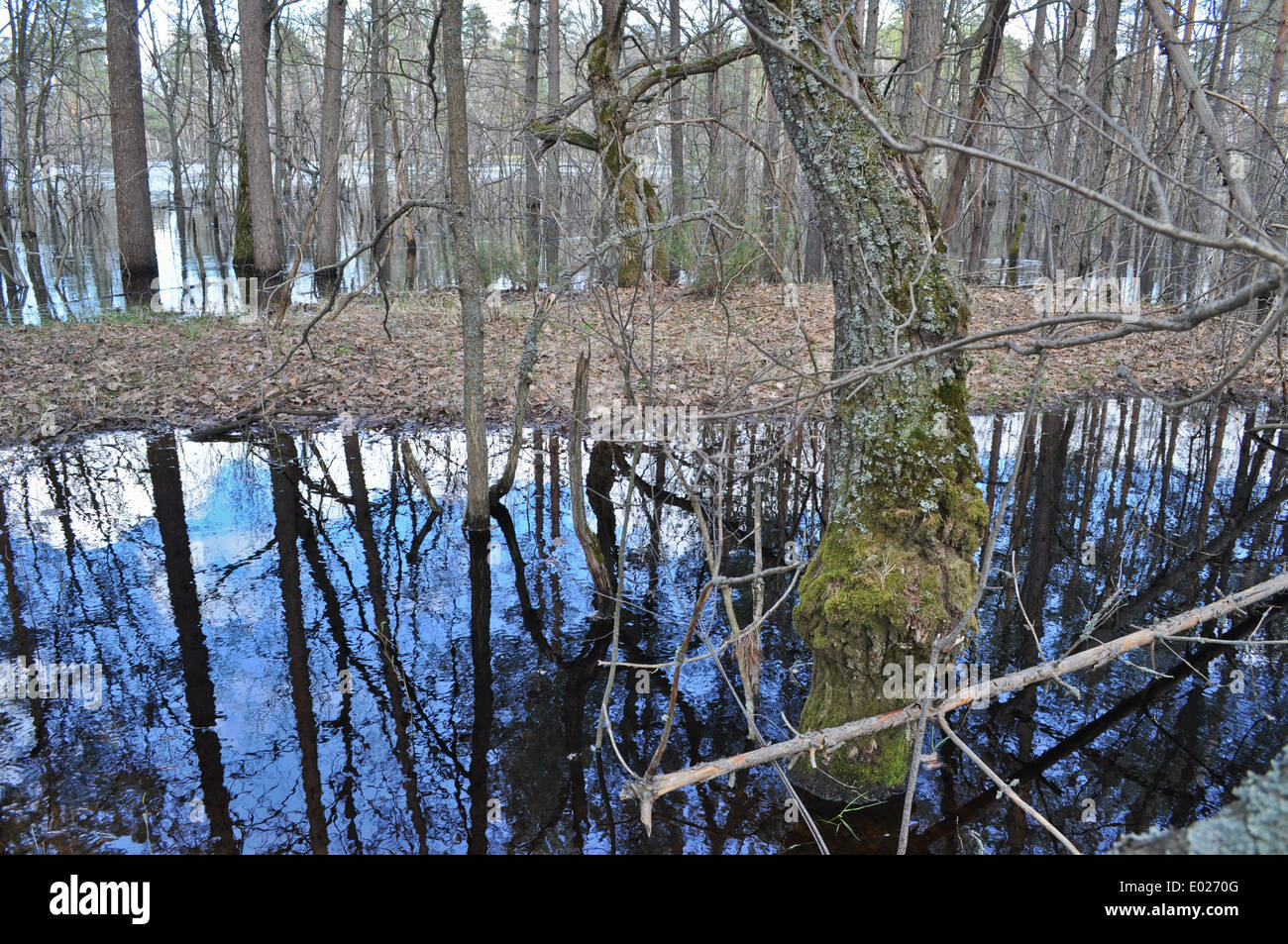 Landschaften und Details der Natur im Wald am Fluss Bank Anfang Mai. Russland, der Nationalpark "Meschtscherski. Stockfoto