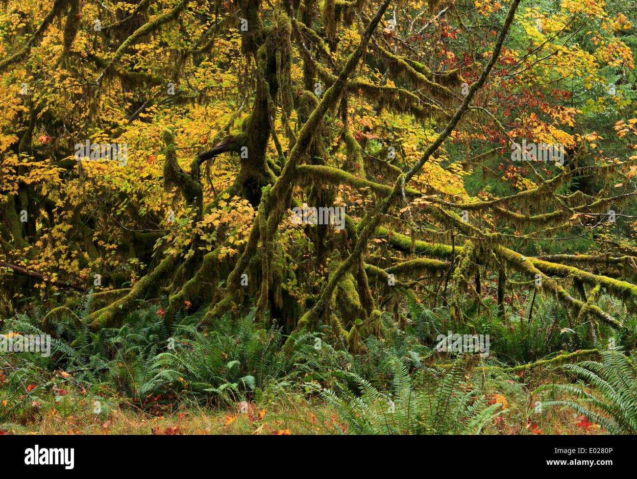 Jedediah Smith Redwood State Park, Kalifornien Stockfoto