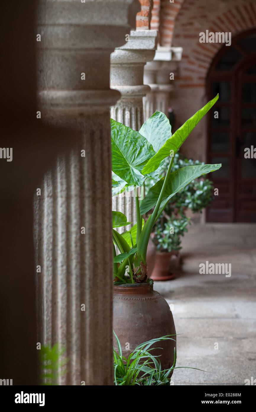 El Palancar Convent, Pedroso de Acim, Cáceres, Extremadura, Spanien, Europa Stockfoto