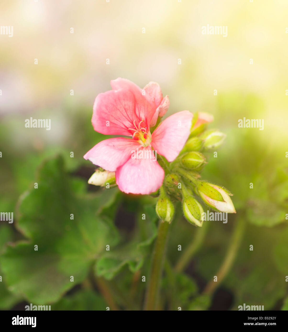 Zart rosa Geranie im sonnigen Blumengarten Stockfoto