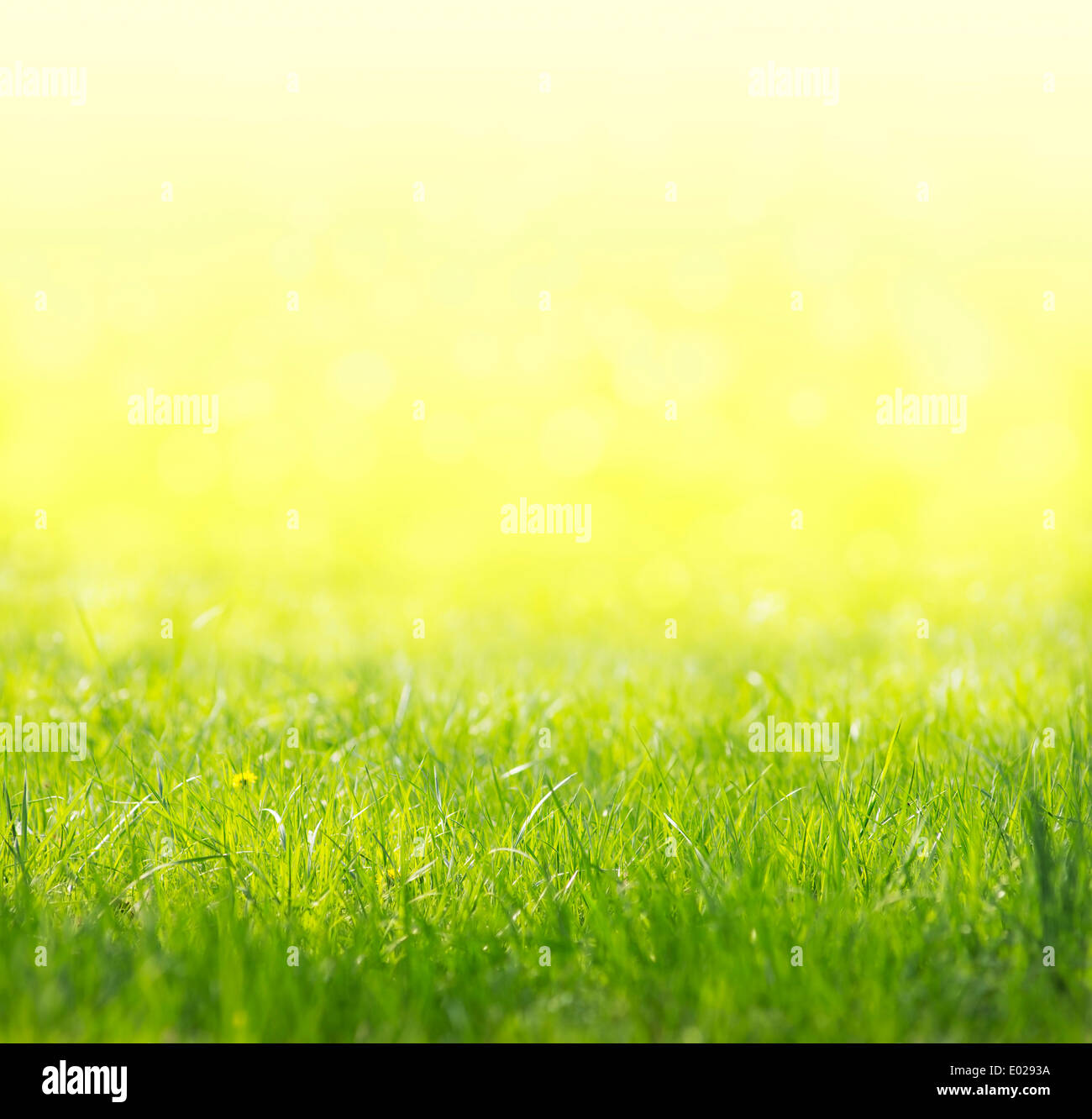 grün gelb sunny Feld Hintergrund Stockfoto