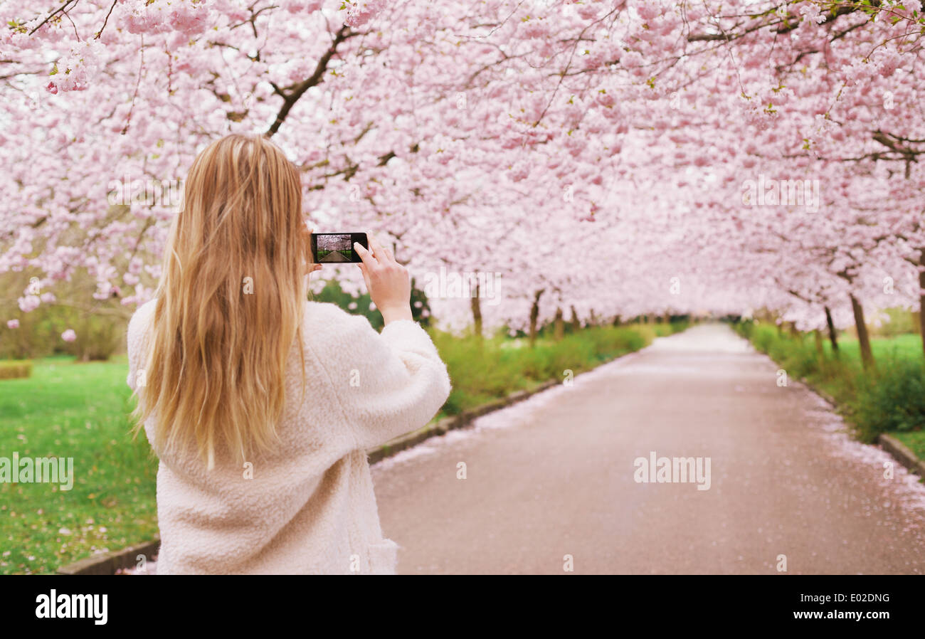 Rückansicht einer jungen Frau mit ihrem Handy Aufnahmen von den Pfad und Kirsche Blüten-Baum im Park. Stockfoto