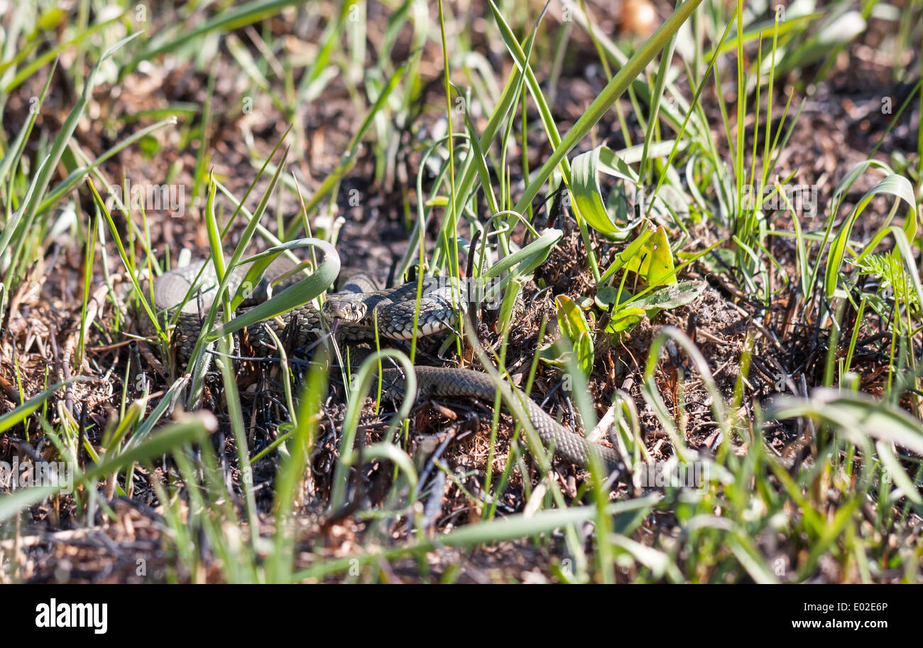 Ringelnatter oder geringelten Schlange oder Natrix Natrix auf dem Boden im Frühjahr Stockfoto