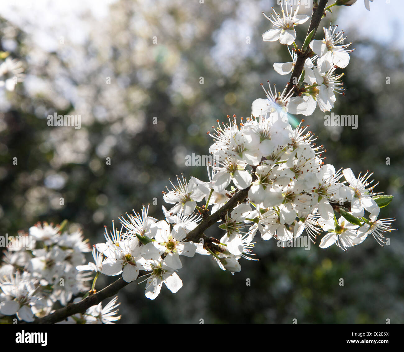 Mai-Blumen auf einen frühen Frühling UK-Tag Stockfoto