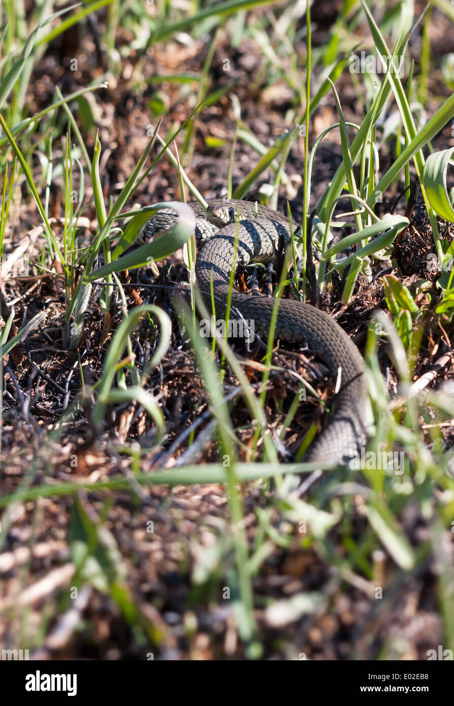 Ringelnatter oder geringelten Schlange oder Natrix Natrix auf dem Boden im Frühjahr Stockfoto