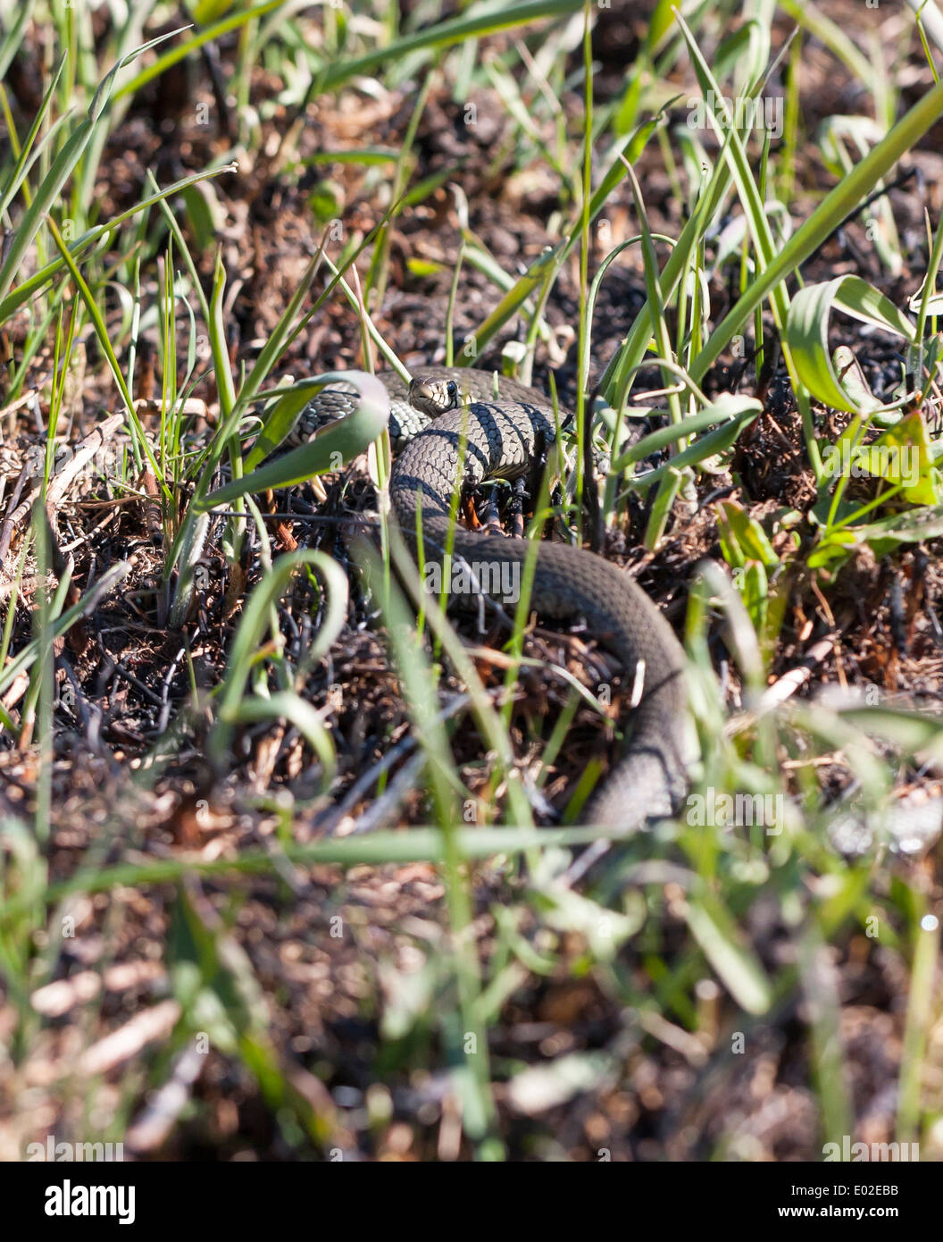 Ringelnatter oder geringelten Schlange oder Natrix Natrix auf dem Boden im Frühjahr Stockfoto