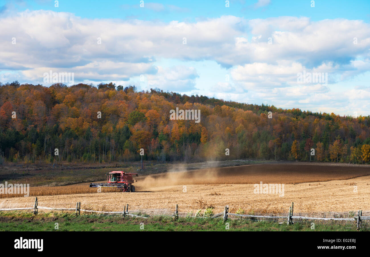 Mähdrescher in einem Kornfeld. Stockfoto