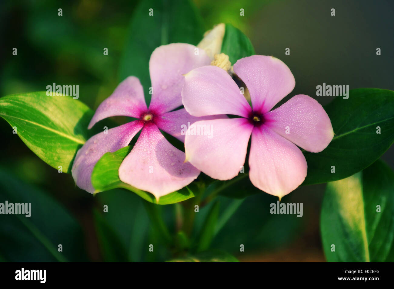 Blumen der Delikatesse (wegen Tautropfen) Stockfoto