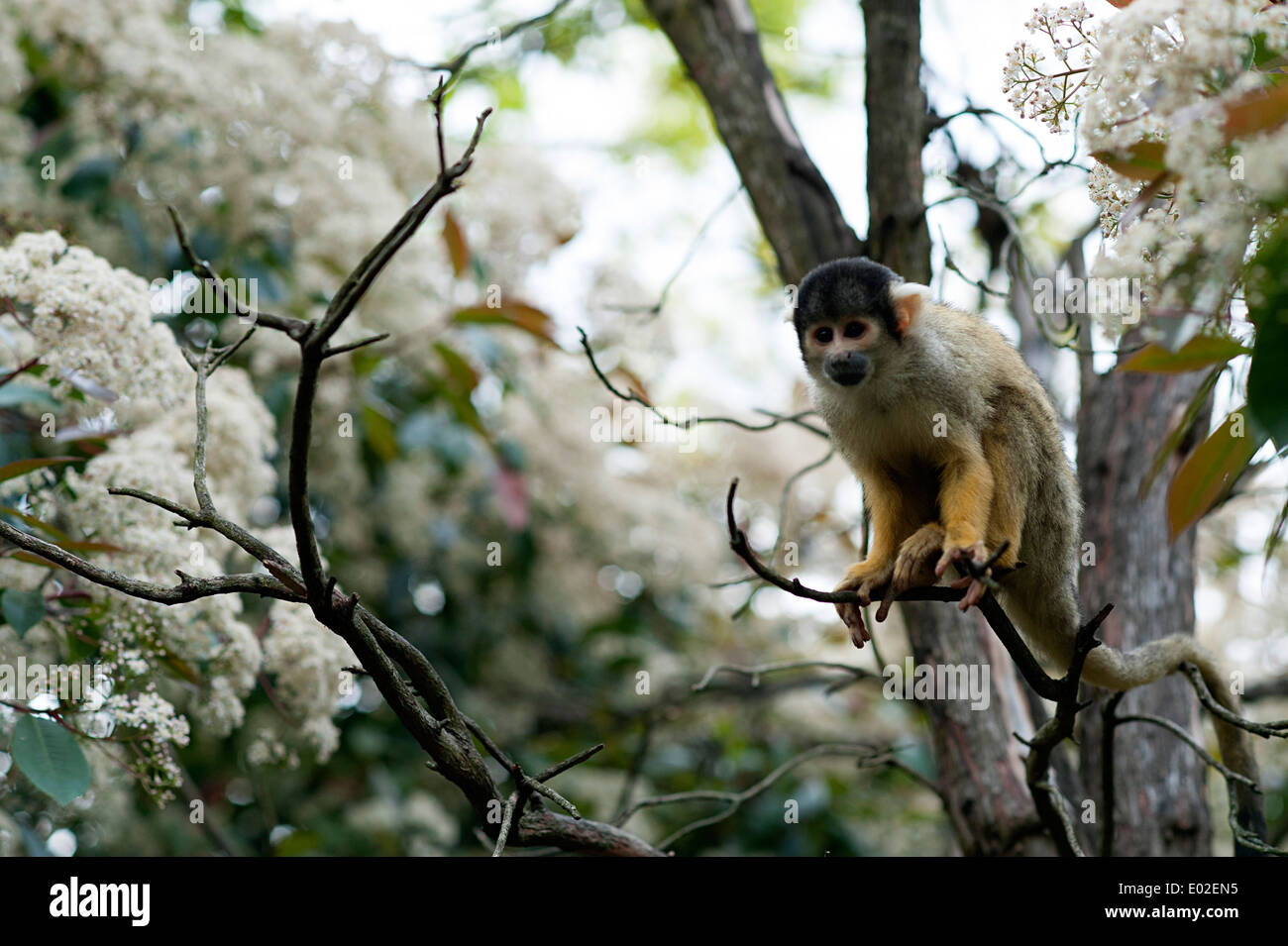 Schwarz-capped Totenkopfaffen genießt Hause im natürlichen Lebensraum Wald Gehäuse im Londoner Zoo. Stockfoto