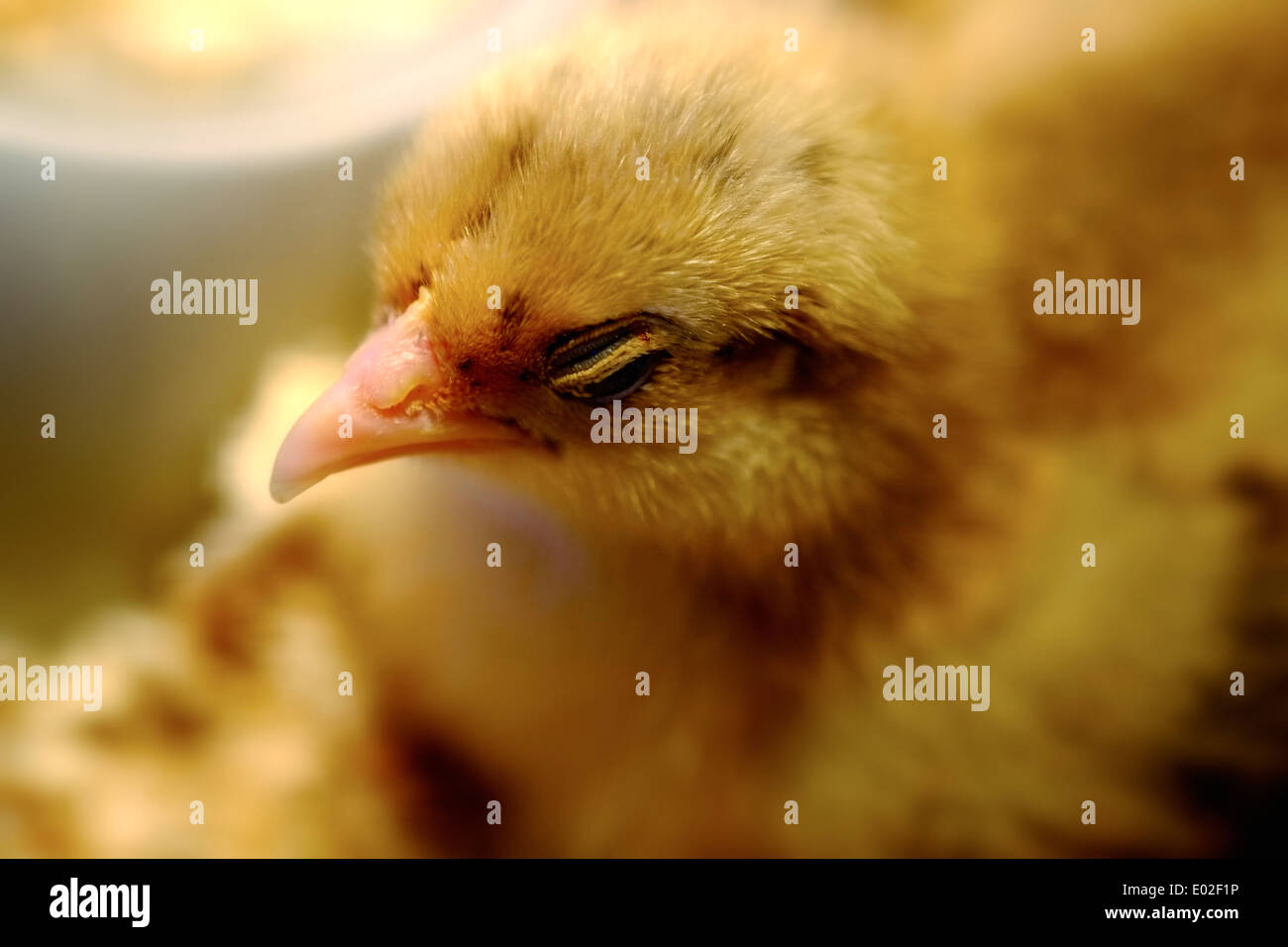 Neue Frühjahr geschlüpften Küken Nahaufnahme Makro Bild geschlossen Augen im Fokus. Weißen Pfosten Farm Nottinghamshire England UK Stockfoto