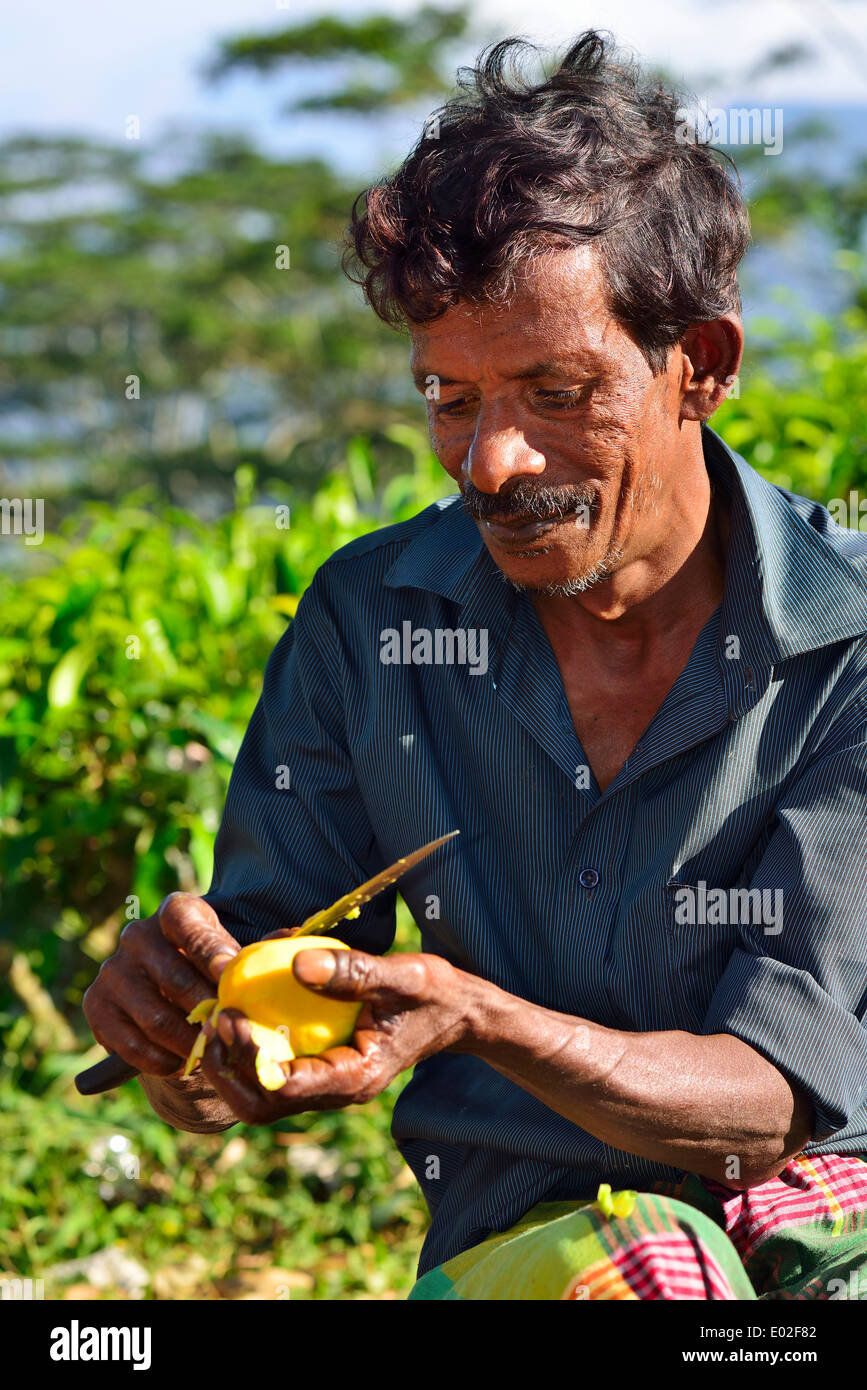 Mango-Verkäufer peeling Mango mit einem Messer, Kandy, Zentralprovinz in Sri Lanka Stockfoto