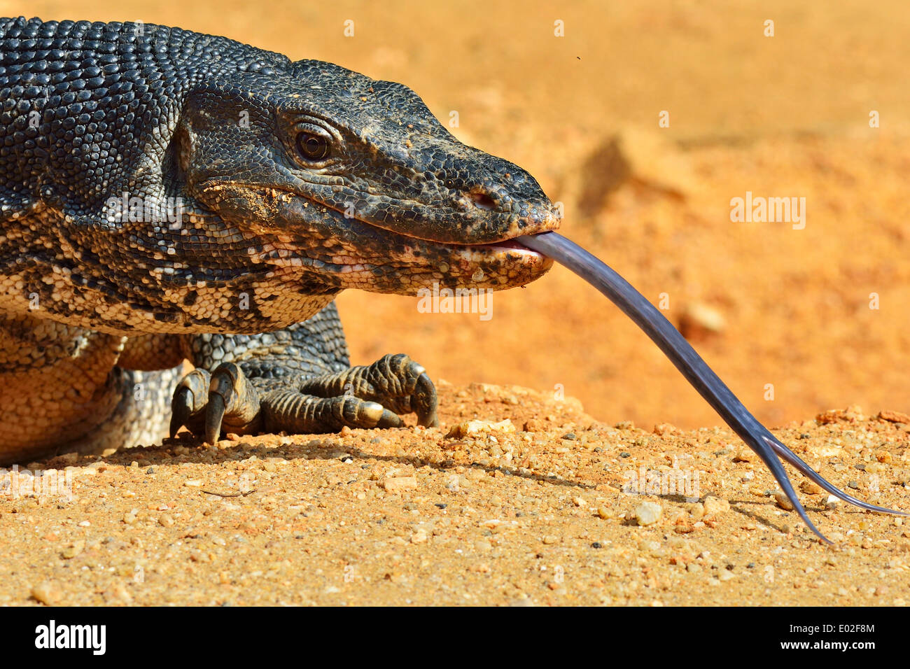Wasser-Monitor (Varanus Salvator Salvator), Polonnaruwa, North Central Province, Sri Lanka Stockfoto