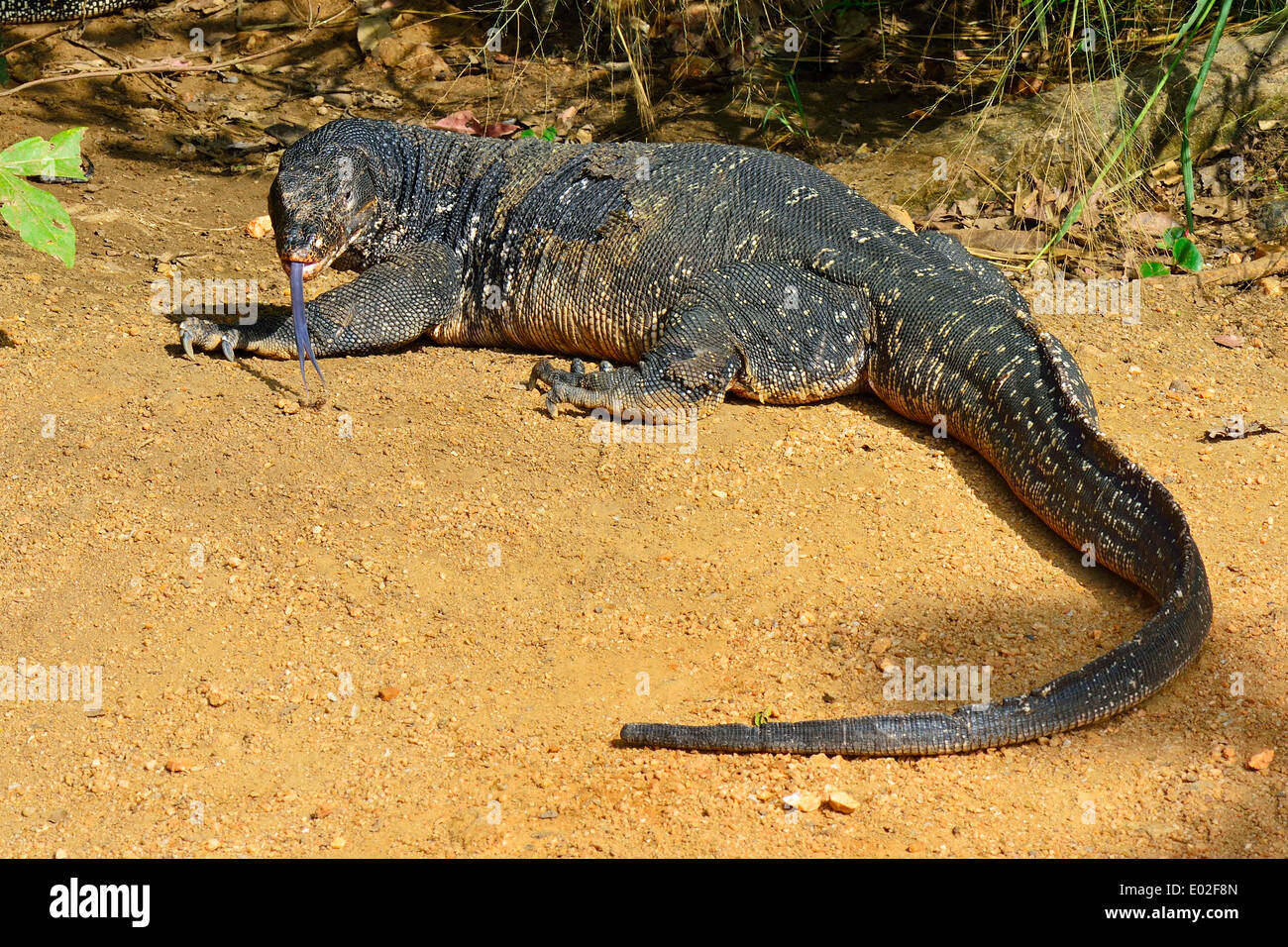 Wasser-Monitor (Varanus Salvator Salvator), Polonnaruwa, North Central Province, Sri Lanka Stockfoto