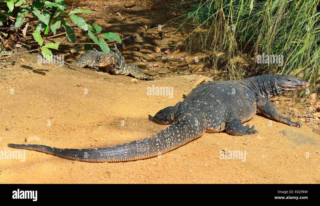 Wasser-Monitor (Varanus Salvator Salvator), Polonnaruwa, North Central Province, Sri Lanka Stockfoto
