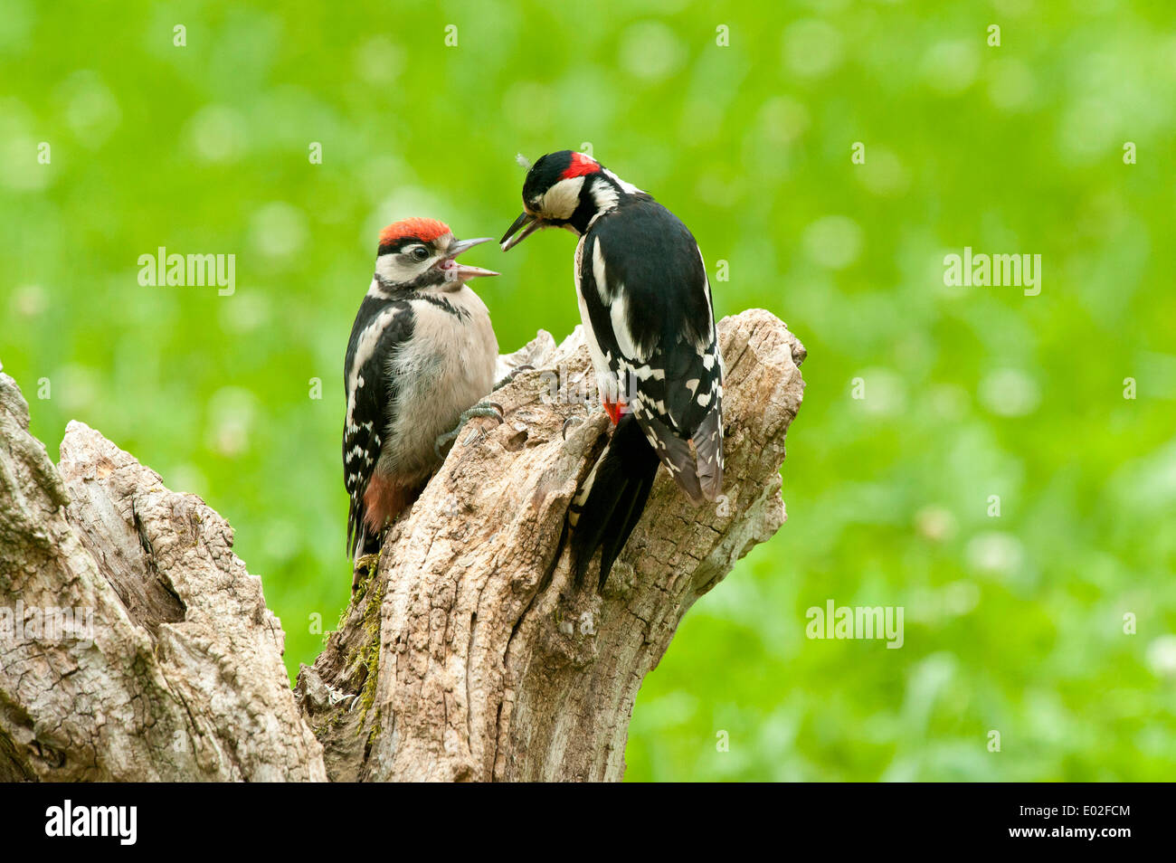 Großen Spotted Woodpecker (Dendrocopos großen) Erwachsenen jungen, Österreich füttert Stockfoto