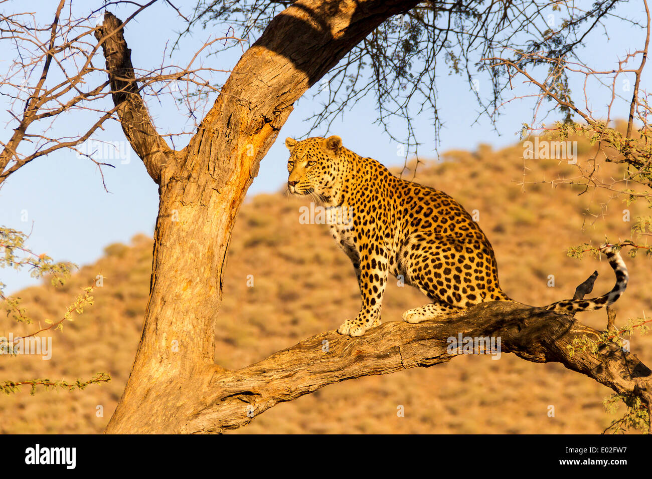 Leopard (Panthera Pardus) in einem Baum, Khomas Region, Namibia Stockfoto