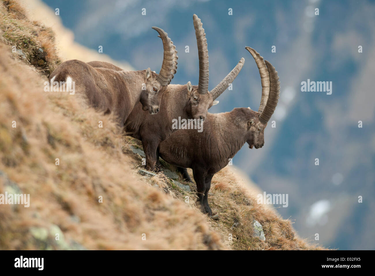 Alpine Steinböcke (Capra Ibex) stehend auf einem Berghang, Tirol, Österreich Stockfoto