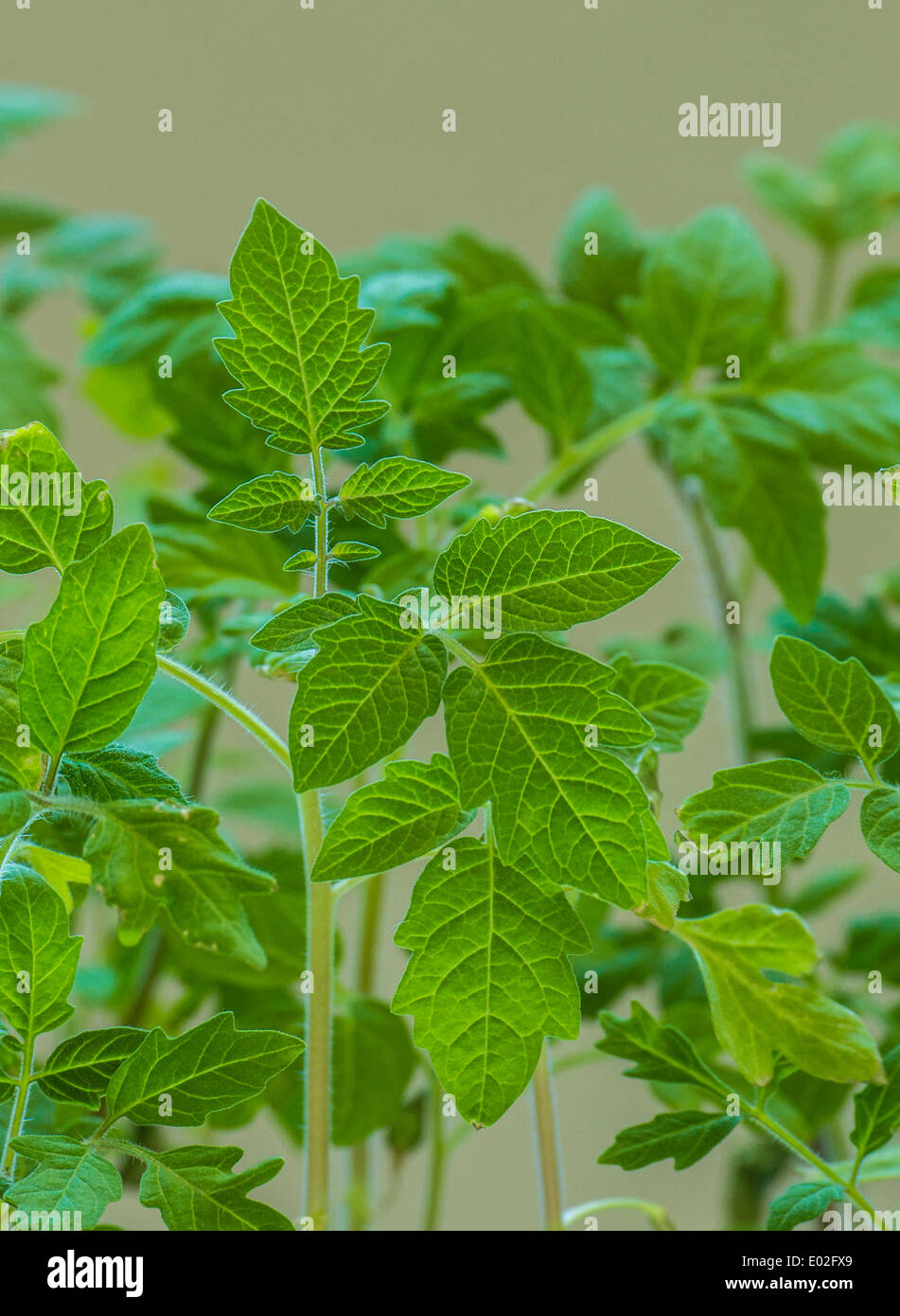 Junge Tomatenpflanzen (Lycopersicon Esculentum) Stockfoto