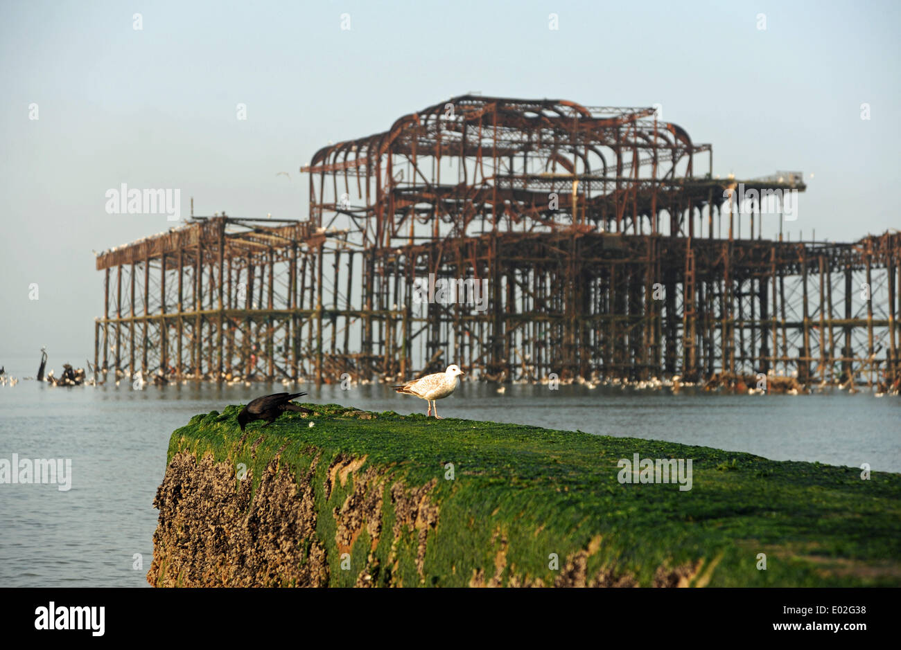 Eine Silbermöwe und Crow auf Nahrungssuche durch den West Pier früh auf Brighton seafront Stockfoto