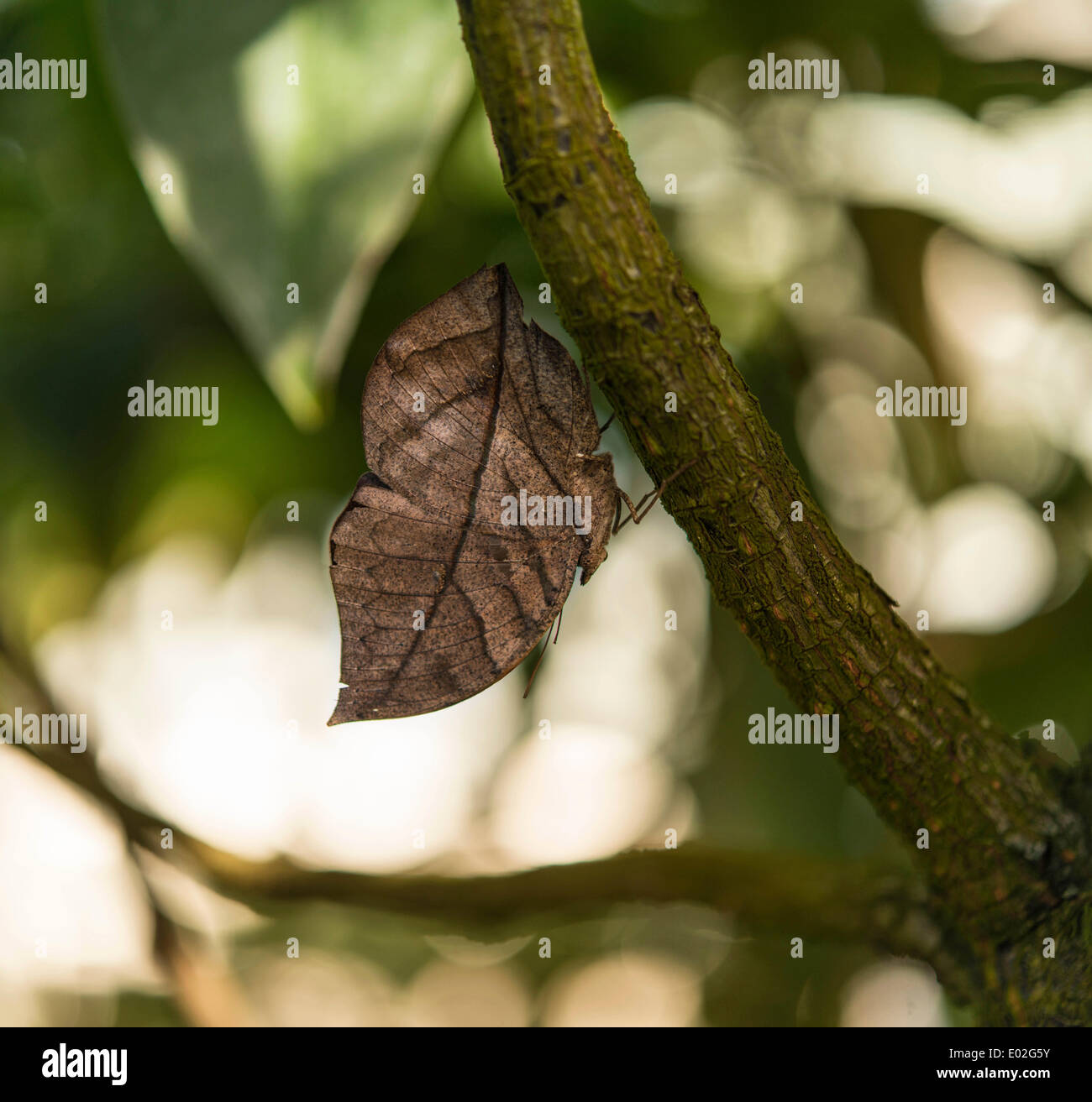 Indische Leafwing oder malayischen Leafwing (Kallima Paralekta), Mimesis, in Gefangenschaft, München Stockfoto