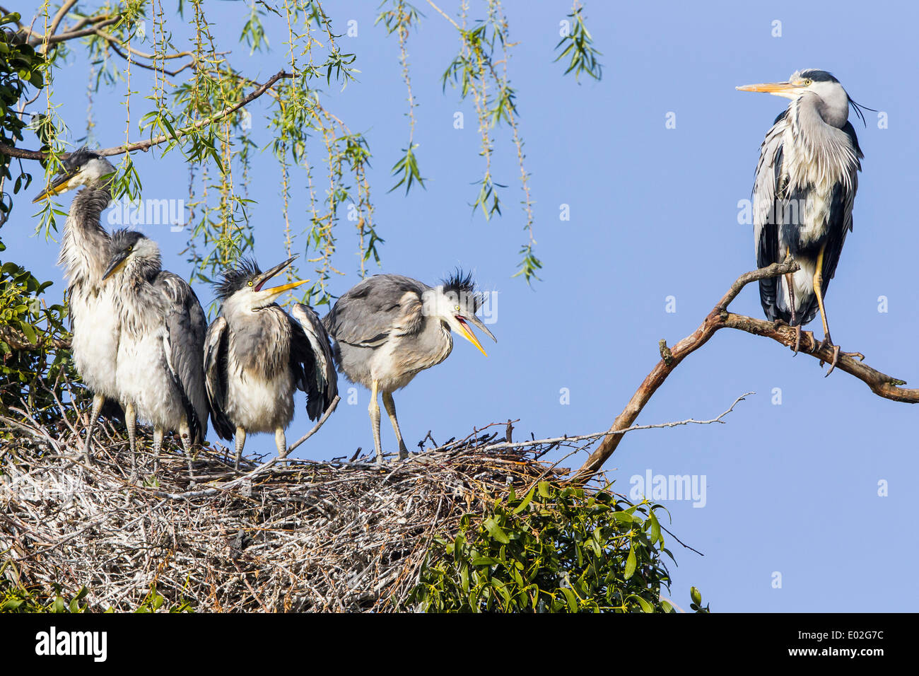 Graureiher (Ardea Cinerea), Jungvögel im Nest mit ein Altvogel, Niedersachsen, Deutschland Stockfoto