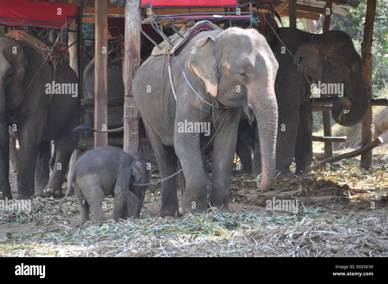 Gefesselte Elefanten in einem Elefantencamp, ländlichen Thailand Stockfoto