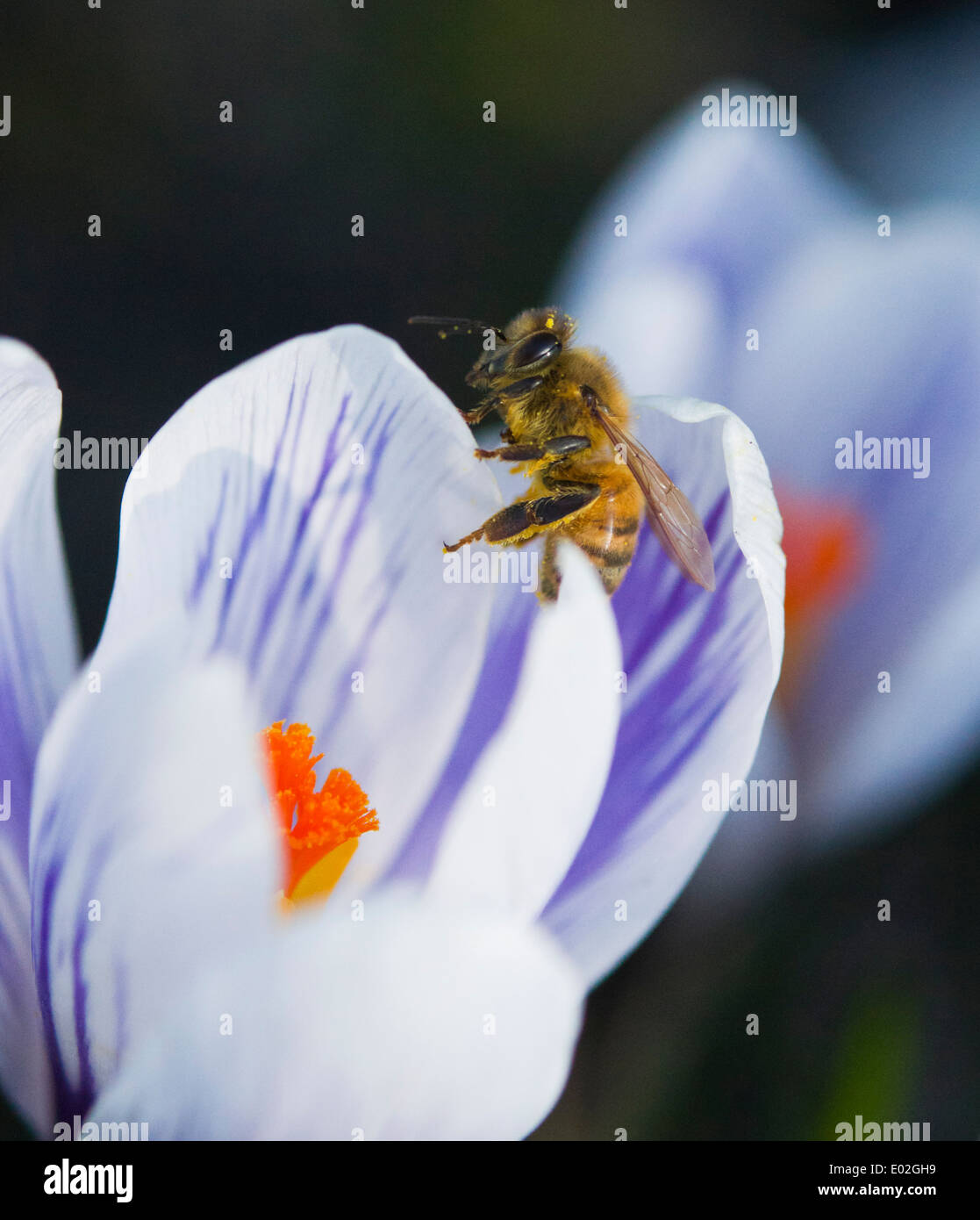 Honigbiene auf einer gestreiften Crocus Stockfoto