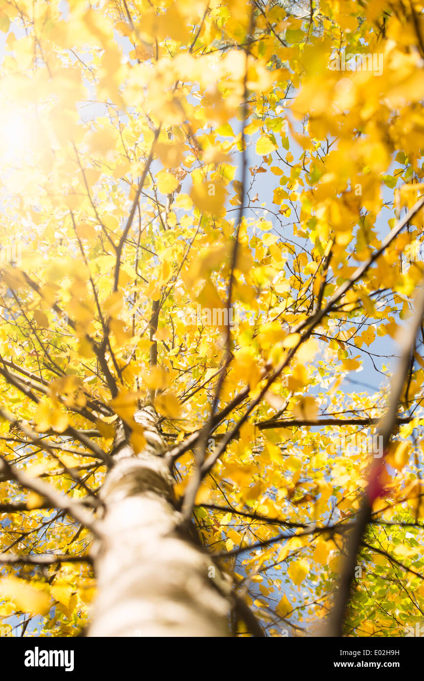 Natur-Detail der bunten Herbstfarben mit gelben Blättern, Schweden. Stockfoto