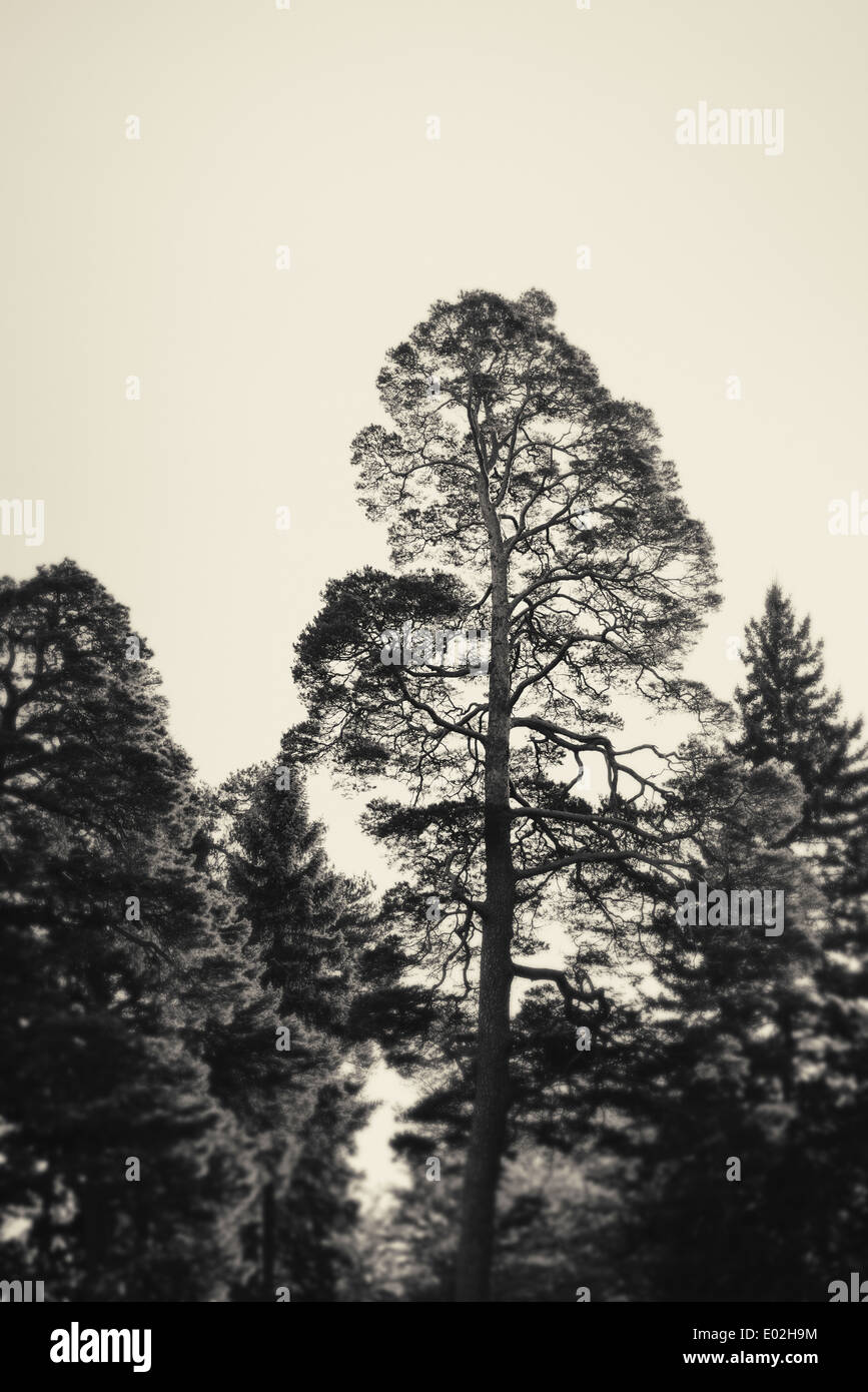 Kiefer in dunklen und launisch Wald, Schweden Stockfoto