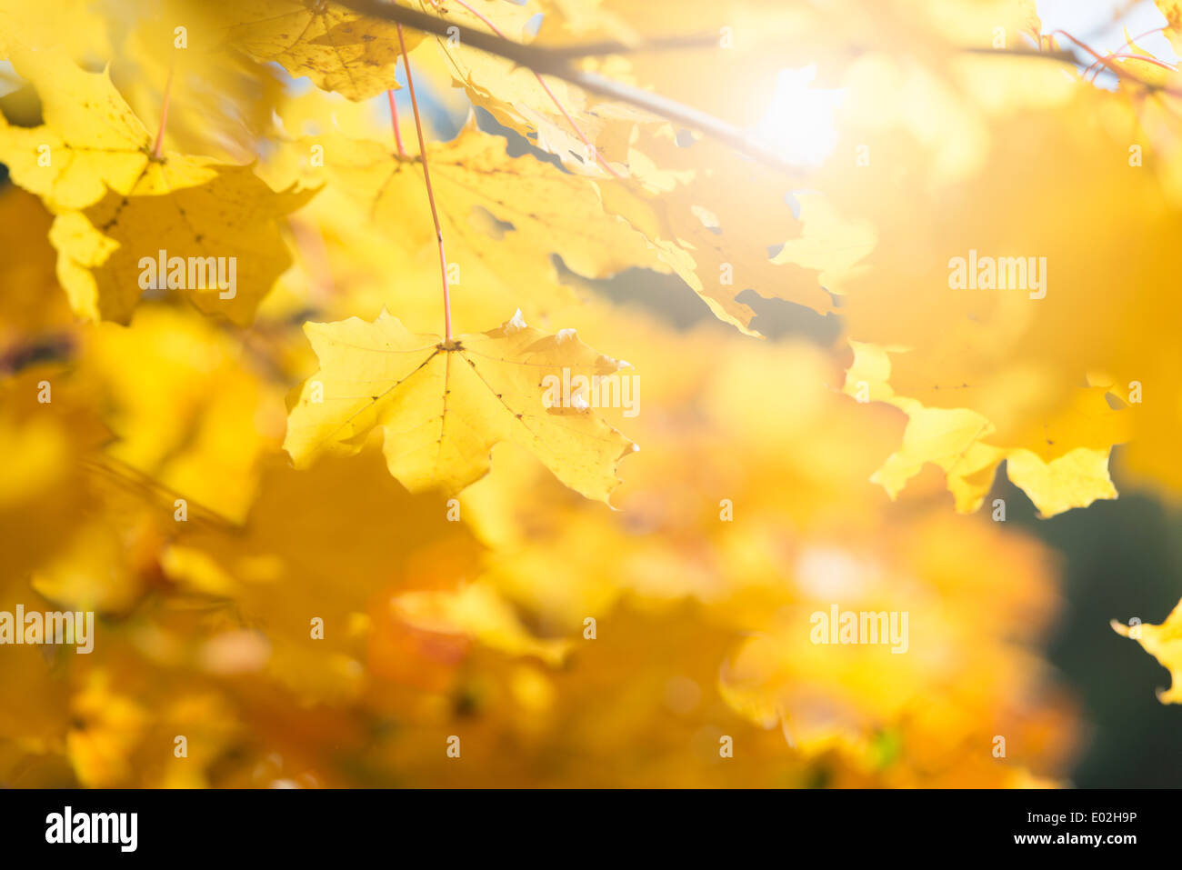 Natur-Detail der bunten Herbstfarben mit gelben Blättern, Schweden. Stockfoto