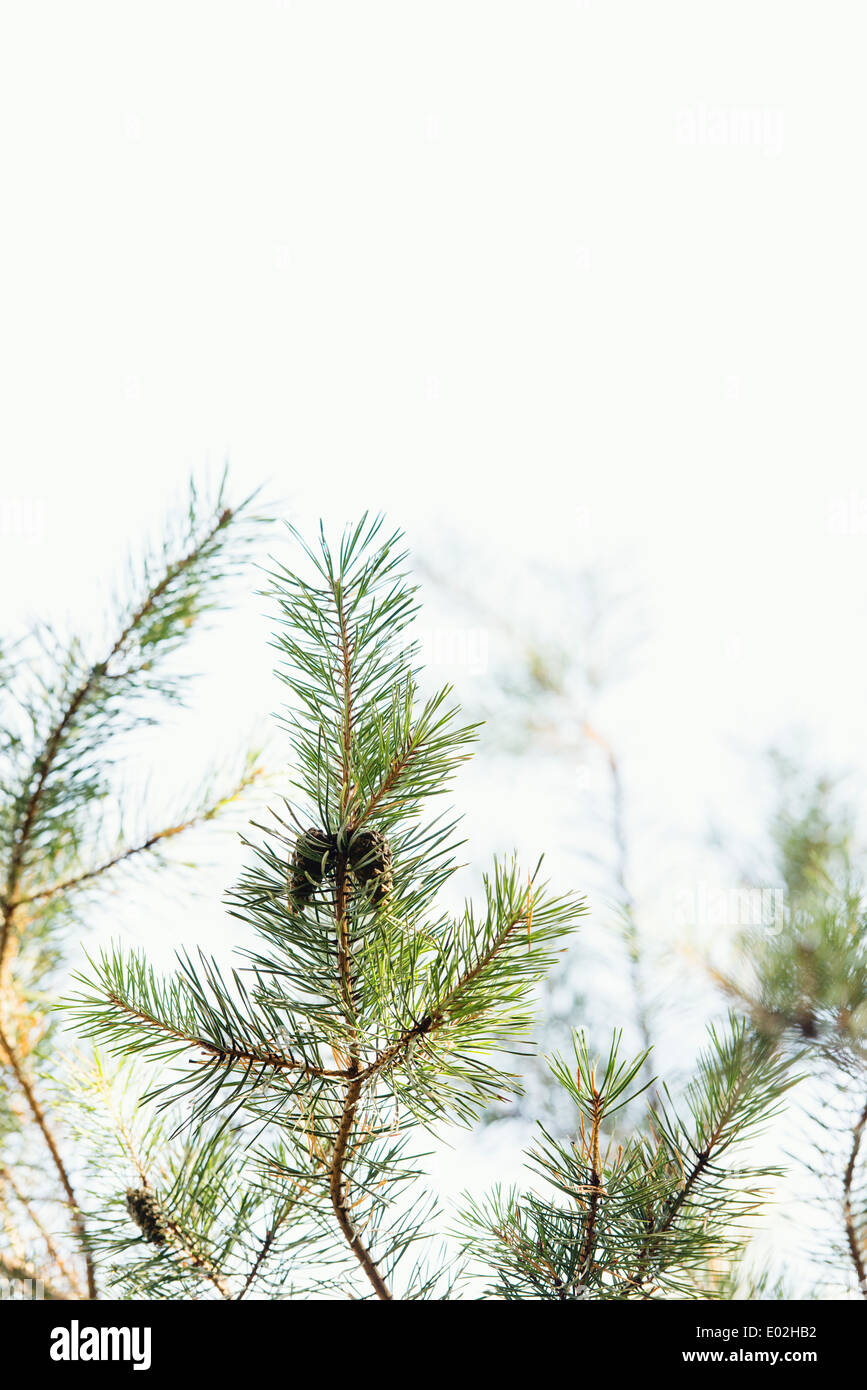 Tannenzapfen auf Tanne im Wald, Schweden Stockfoto