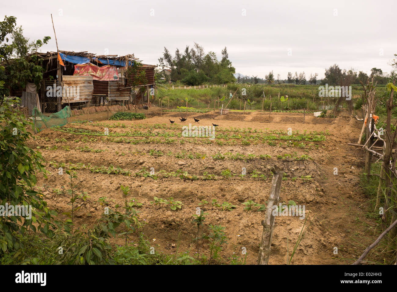 Bauernhof Bauernhof in der Nähe von Hoi An Vietnam Stockfoto