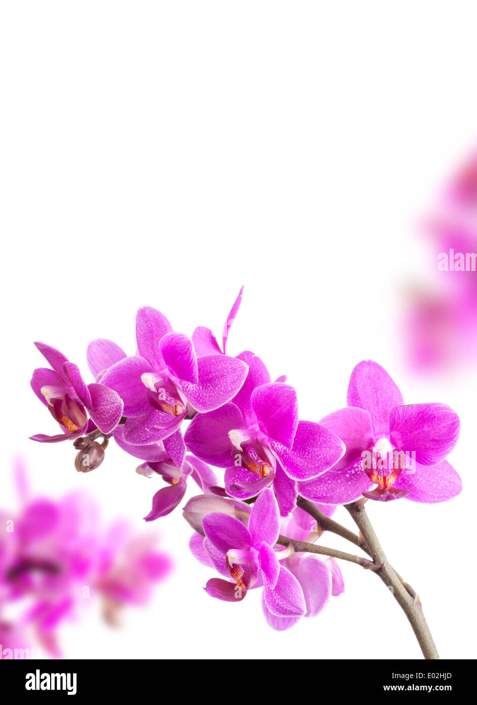 Rosa Orchidee blüht isoliert auf weißem Hintergrund Stockfoto