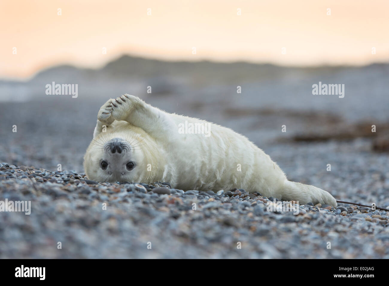 Juvenile grau versiegeln, Halichoerus grypus Stockfoto