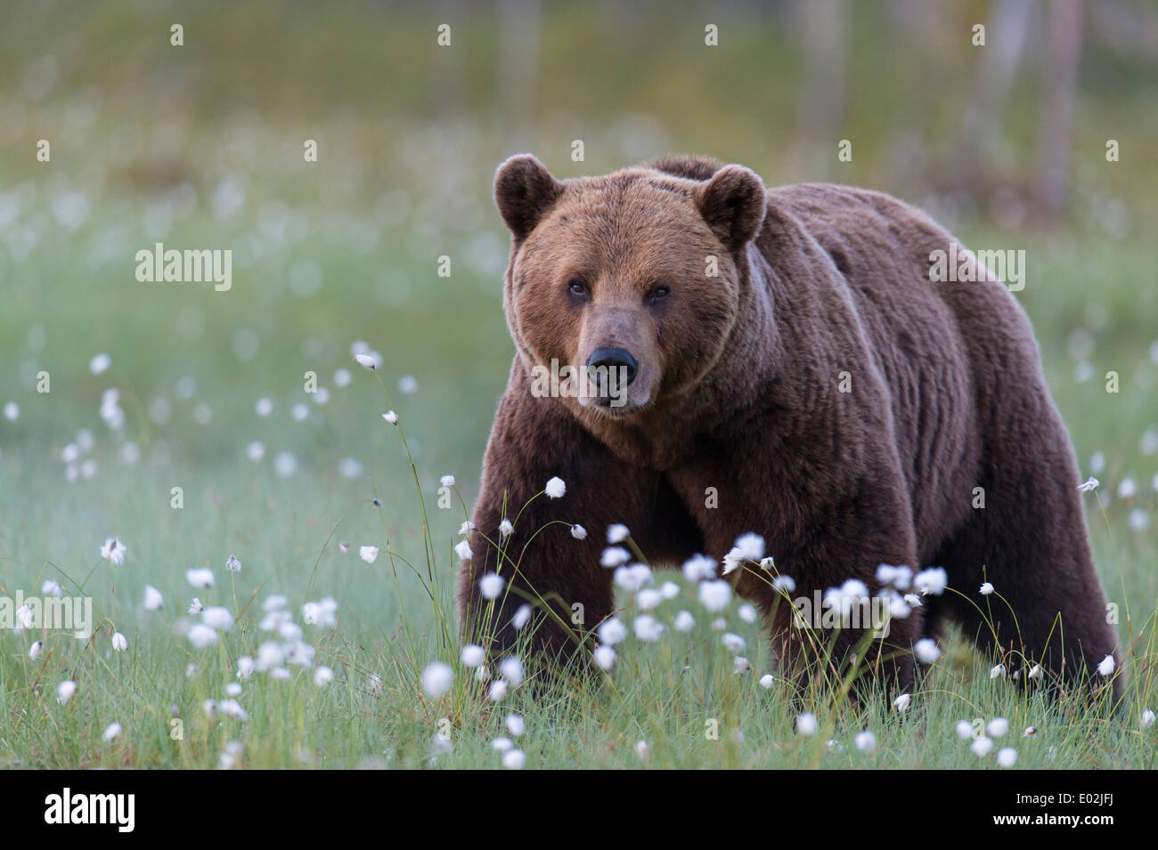 Brauner Bär, Ursus Arctos, Kuhmo, Finnland Stockfoto