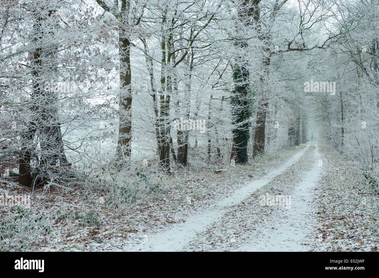 Waldweg zum Darm Daren, Bakum, Kreis Vechta, Niedersachsen, Deutschland Stockfoto