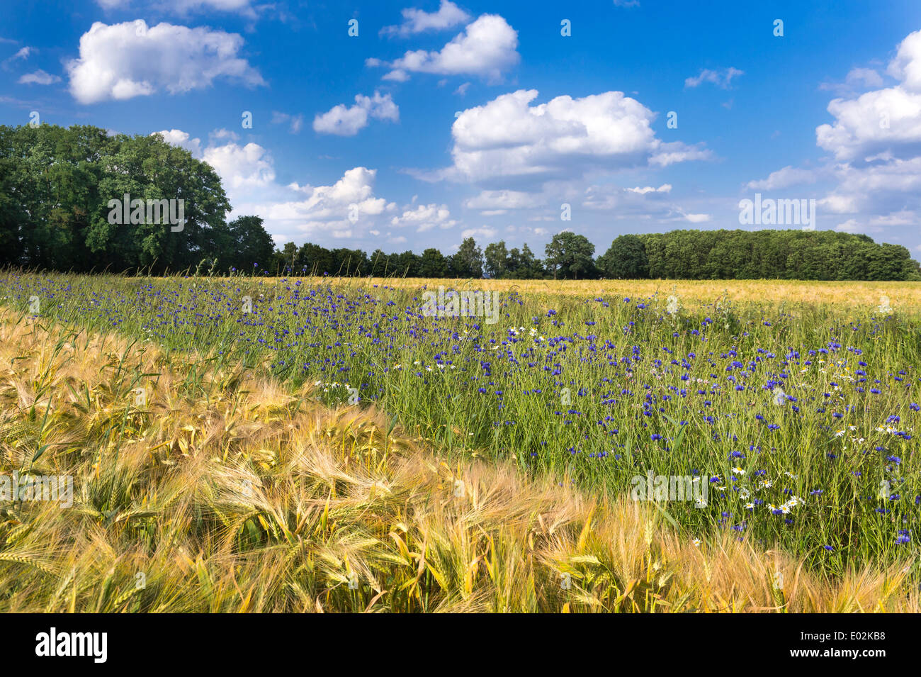 Kornblume im Roggenfeld, Centaurea Cyanus, Goldenstedt, Vechta, Niedersachsen, Niedersachsen, Deutschland Stockfoto