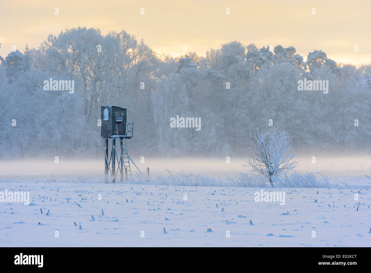 verstecken Sie sich im Winter, Landkreis Vechta, Niedersachsen, Deutschland Stockfoto