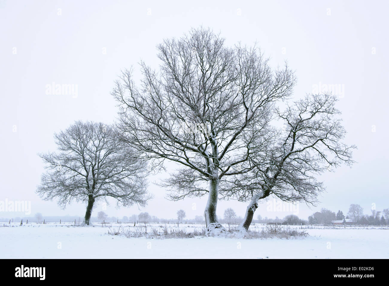 Eichen im Winter, Landkreis Vechta, Niedersachsen, Deutschland Stockfoto